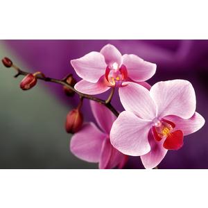 Фото Розовые орхидеи. www.made-art.com.ua