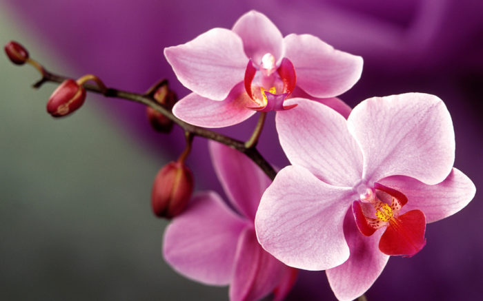 Фото картины, купить картину по номерам, Розовые орхидеи. www.made-art.com.ua
