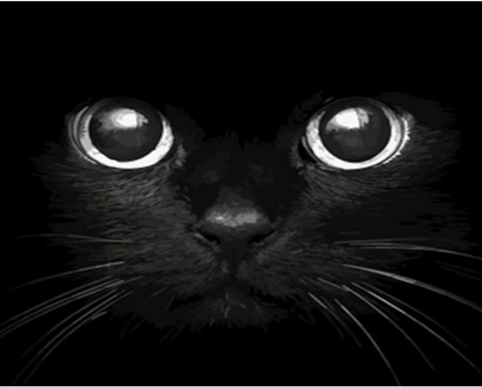 Фото картины, купить картину по номерам, Черный котик. www.made-art.com.ua